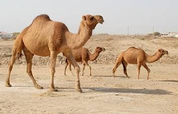 Биологи нашли у верблюдов новые секреты экономии воды