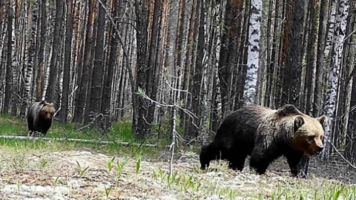 В Нижегородской области "свадебное путешествие" медведей попало на видео