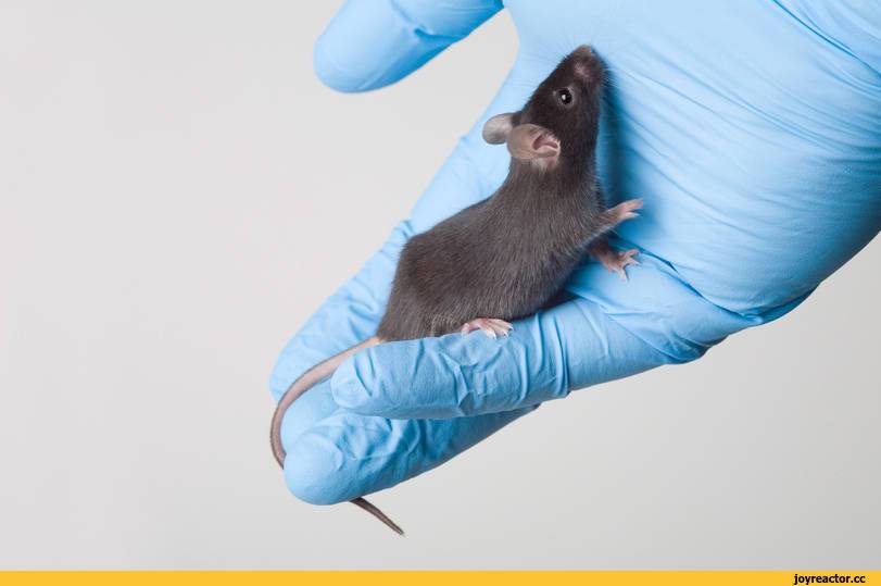 Ученые добились рекордного* продления жизни мышей