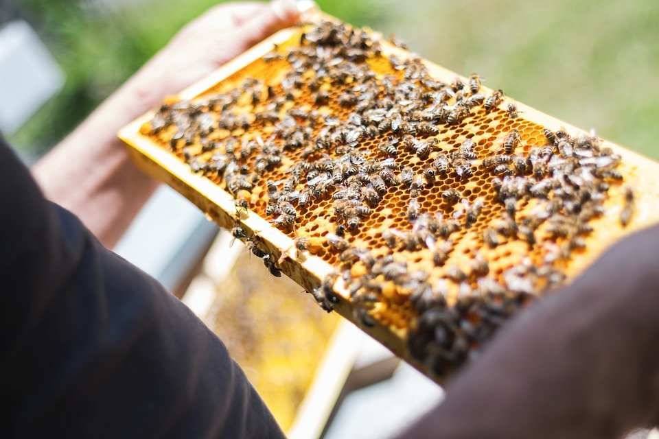 Фитотерапевт Энгин Джелеп раскрыл пользу пчелиного хлеба для иммунитета