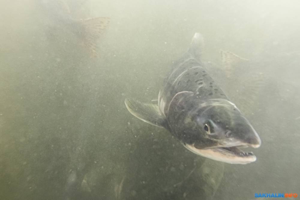678 миллионов мальков тихоокеанских лососей выпущено в Сахалинской области
