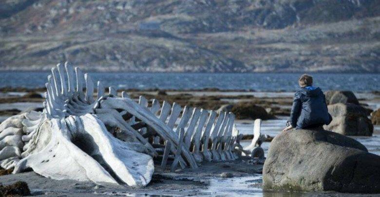 Знаменитый скелет кита из "Левиафана" вернули в село Териберка