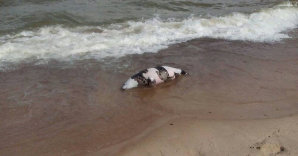 В Зеленоградске на пляж у «Самбии» выбросило мёртвого тюленя