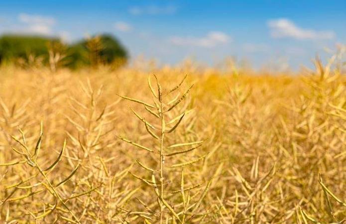 Эксперт: В этом сезоне не обойтись без десикации посевов зерновых культур и рапса
