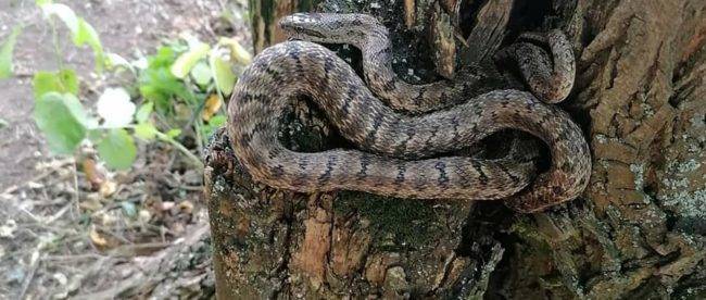 В РЛП «Клебан-Бык» показали обитающую в парке змею: может вырасти до 2-х метров (фото)
