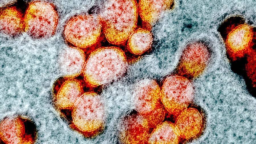 Вирусолог отреагировал на сообщения о новом способе инфицирования коронавирусом