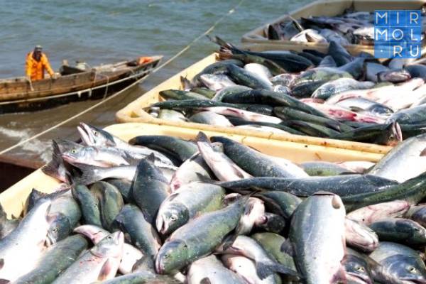 В России утверждены дополнительные меры господдержки рыбного промысла