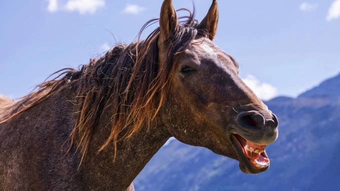 На соревнованиях по конному спорту в Ленобласти опробуют введение covid-free зон