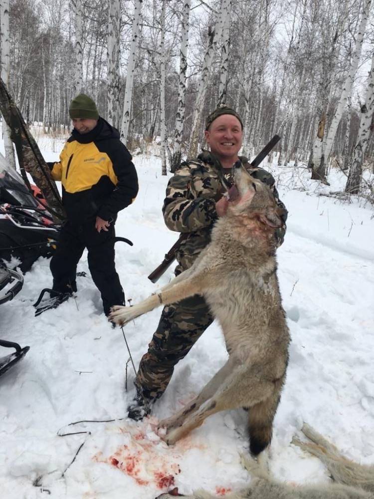СКР: проверка по жестокой охоте на волков с участием депутата Зауралья продолжается