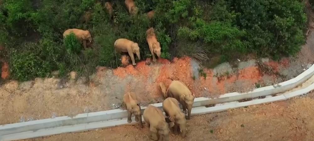 В Китае сбежавшие из заповедника слоны нанесли ущерб в $1 млн