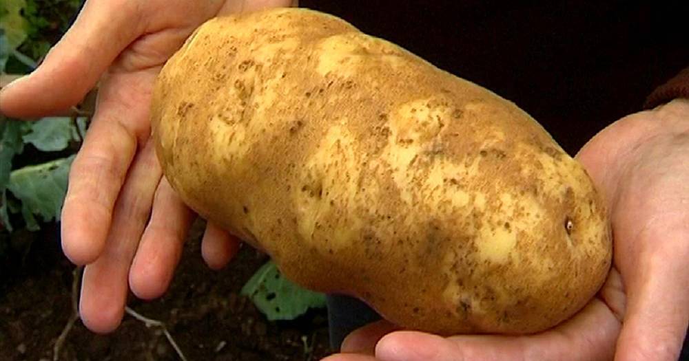 Чем подкормить картофель, чтобы клубни выросли «с кулак»
