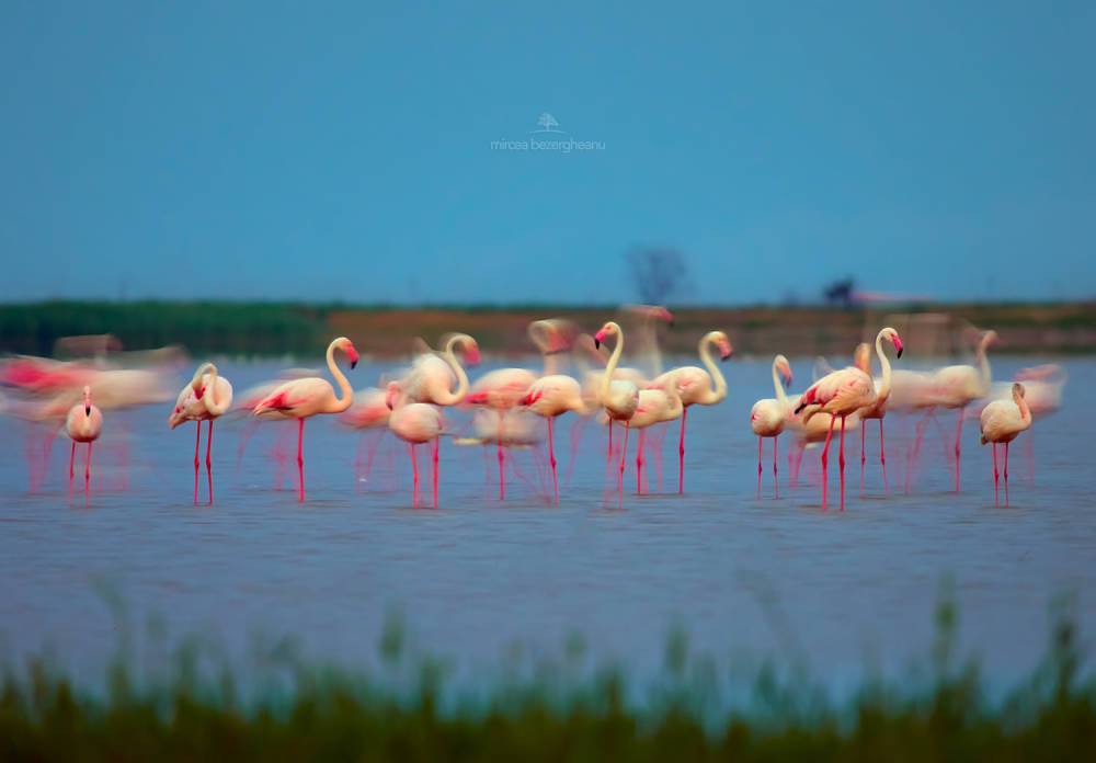В дельте Дуная поселилась стая розовых фламинго (фоторепортаж)