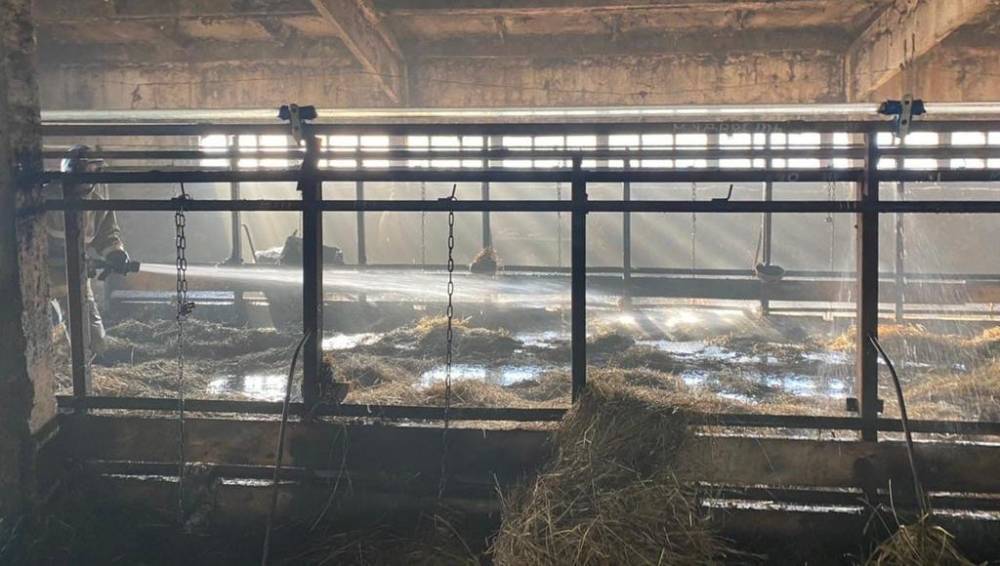 На ферме в Тверской области на пожаре не успели спасти корову