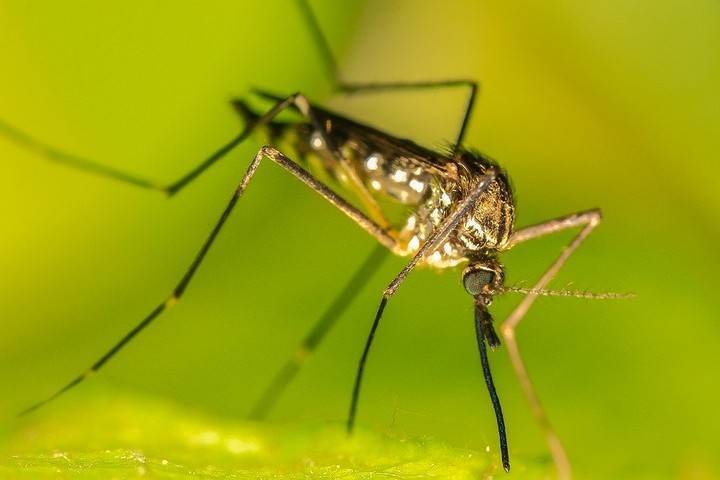 Власти Москвы рассказали, когда снизится количество комаров в городе