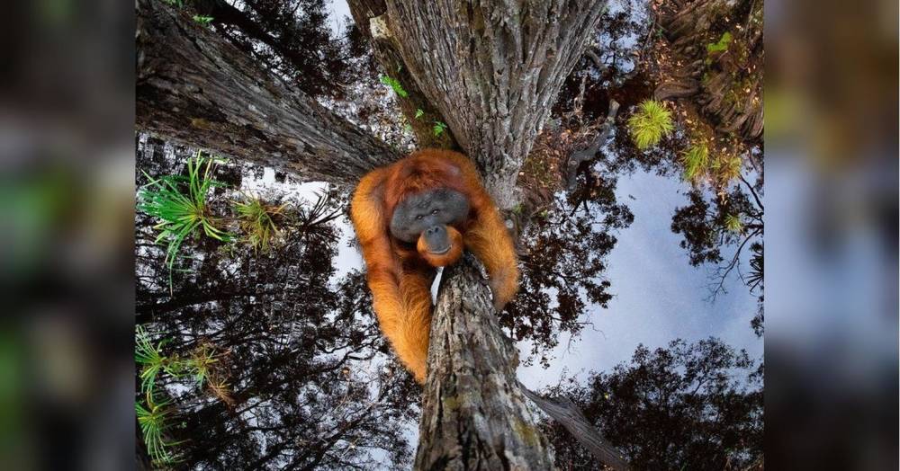 Переможцем конкурсу фотографій дикої природи стала оптична ілюзія з орангутангом