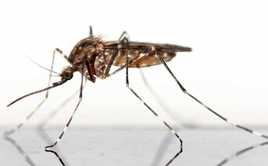 Ученые в США вывели новый вид комаров с геном смерти, который истребит опасных инфицированных сородичей