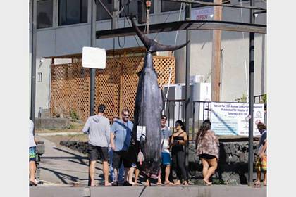 Рыбаки поймали редчайшего атлантического голубого марлина весом полтонны