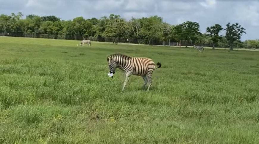Зебра в Техасе украла из-под носа туристов ведерко с угощением (Видео)