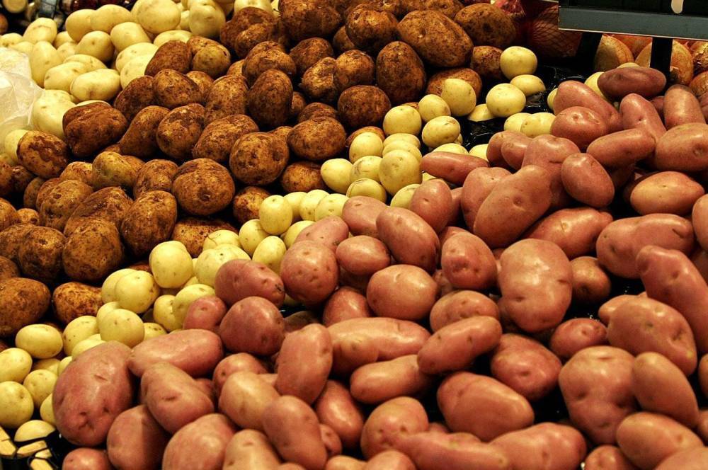 В Азербайджане совместно с FAO реализуется проект по увеличению производства картофеля