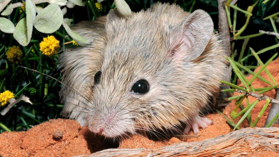 В Австралии случайно нашли вымершую 150 лет назад мышь