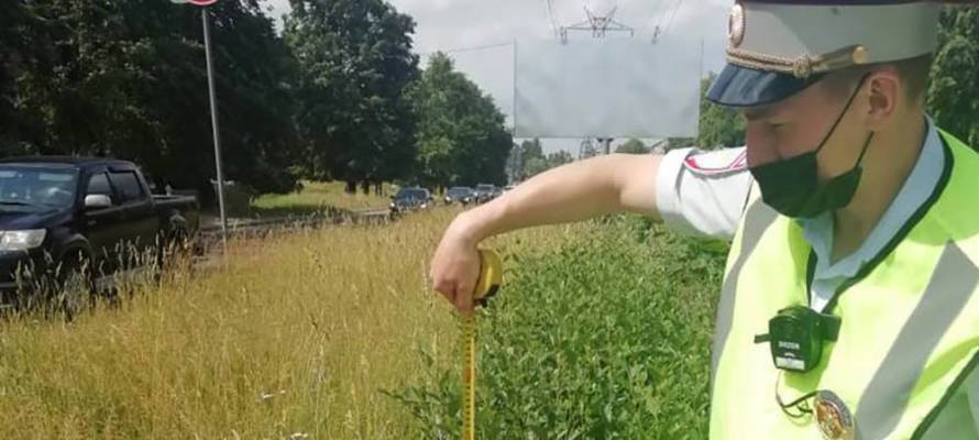 Высокая трава создает опасную ситуацию на трех перекрестках Петрозаводска