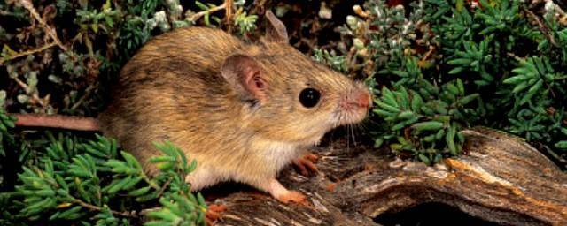 Австралийская мышь 160 лет напрасно считалась вымершей