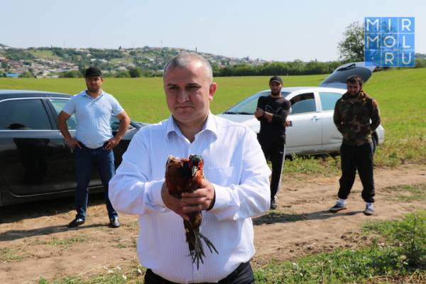 В Казбековском районе начали разводить фазанов