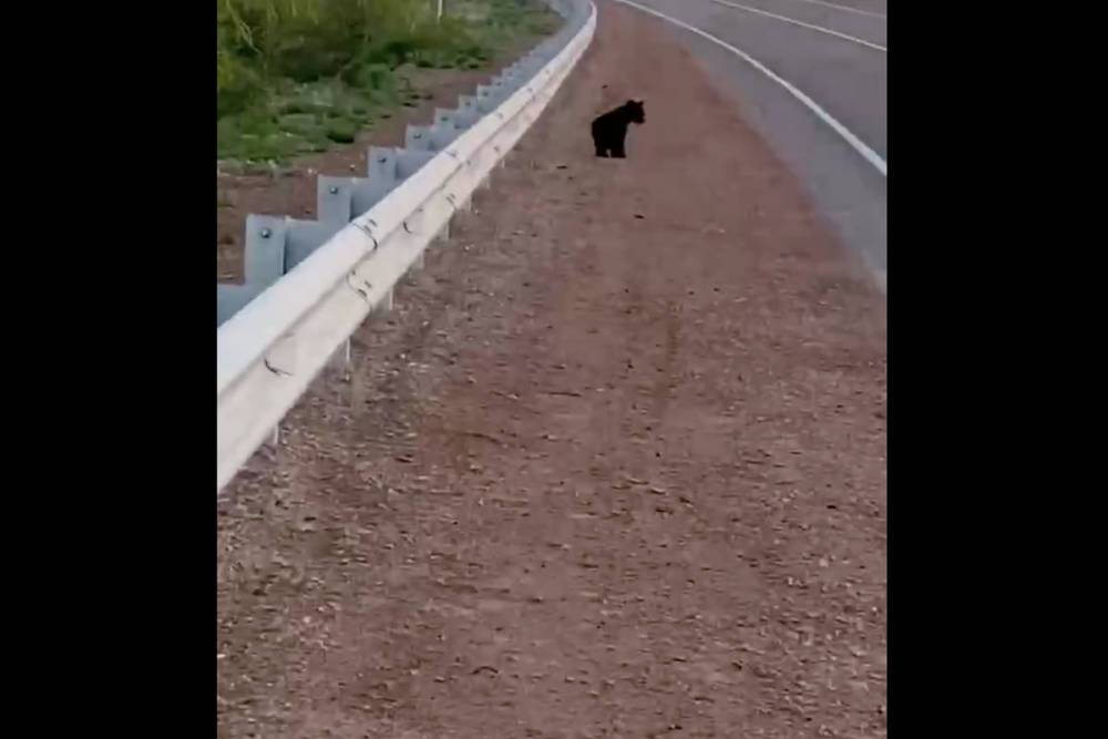 На трассу около Улан-Удэ выбежал медвежонок