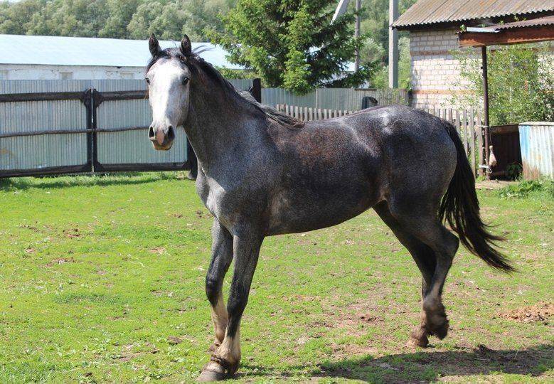 Жителю Мечетлинского района, чью лошадь усыпили после страшного ДТП по пути на праздник, подарили двухлетнего рысака