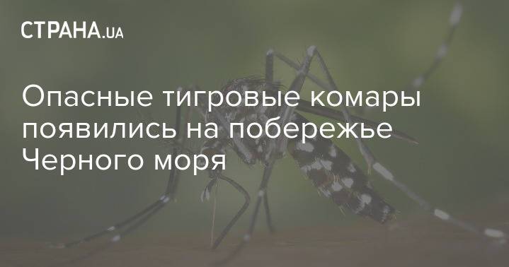 Опасные тигровые комары появились на побережье Черного моря