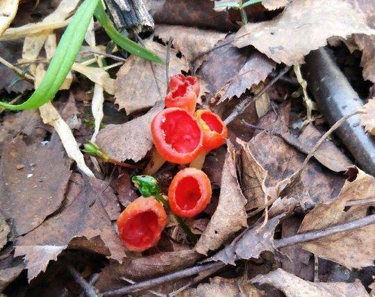 В национальном парке "Койгородский" нашли редкий гриб
