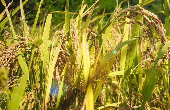 Аграрии Херсонщины посеют больше риса