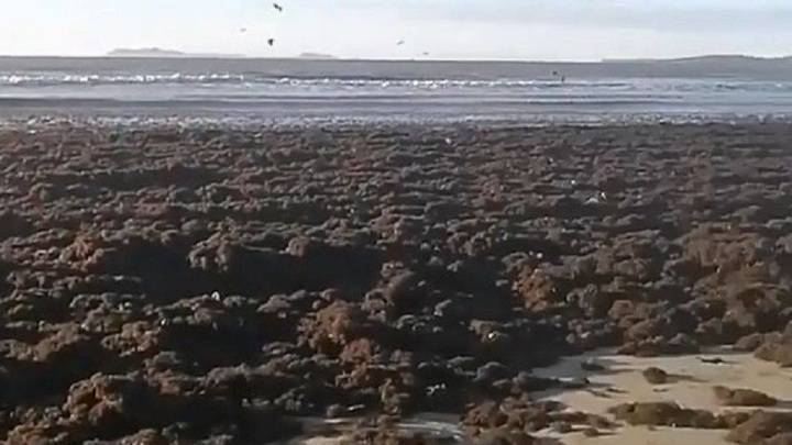 Видео из Сети. В Приморье пляжный отдых находится под угрозой от ужасного зловония