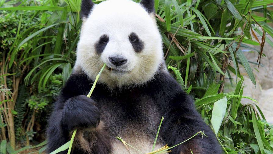 Беременность панды вызвала рост акций японских ресторанов