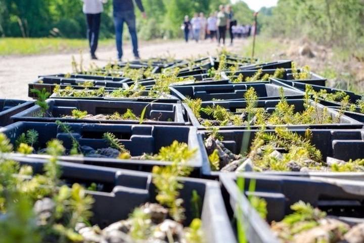 29 тысяч саженцев в рамках проектам «Зелёная область» высадили под Псковом