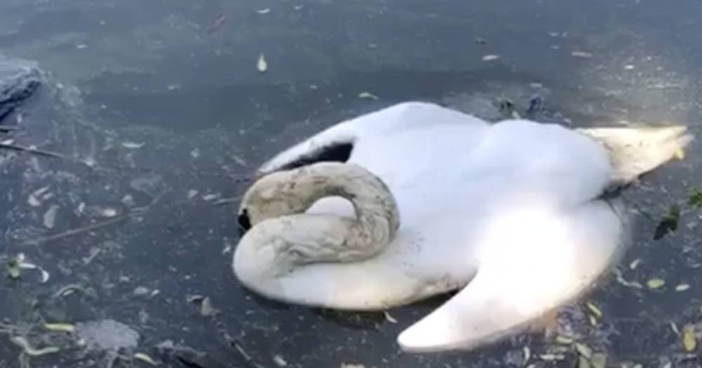 Очевидцы: на озере в Южном парке гибнет лебедь (видео)