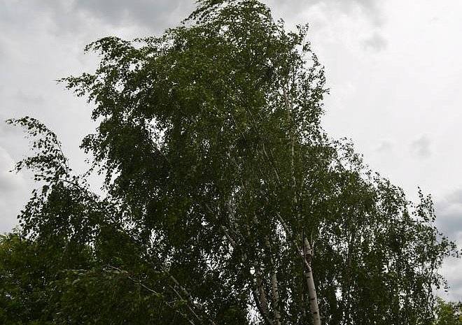 Жителей Рязанской области предупредили об усилении ветра