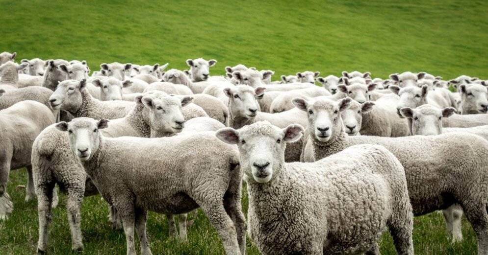 Через границу не пропустили более 19 тонн новозеландской овечьей шерсти