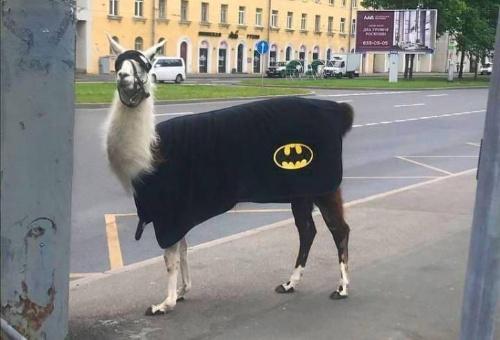 Жители Петербурга заметили ламу, гуляющую в костюме Бэтмена
