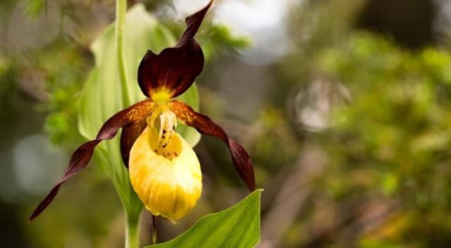 В лесу под Киевом расцвели редкие краснокнижные орхидеи «Венерины башмачки» (ФОТО)