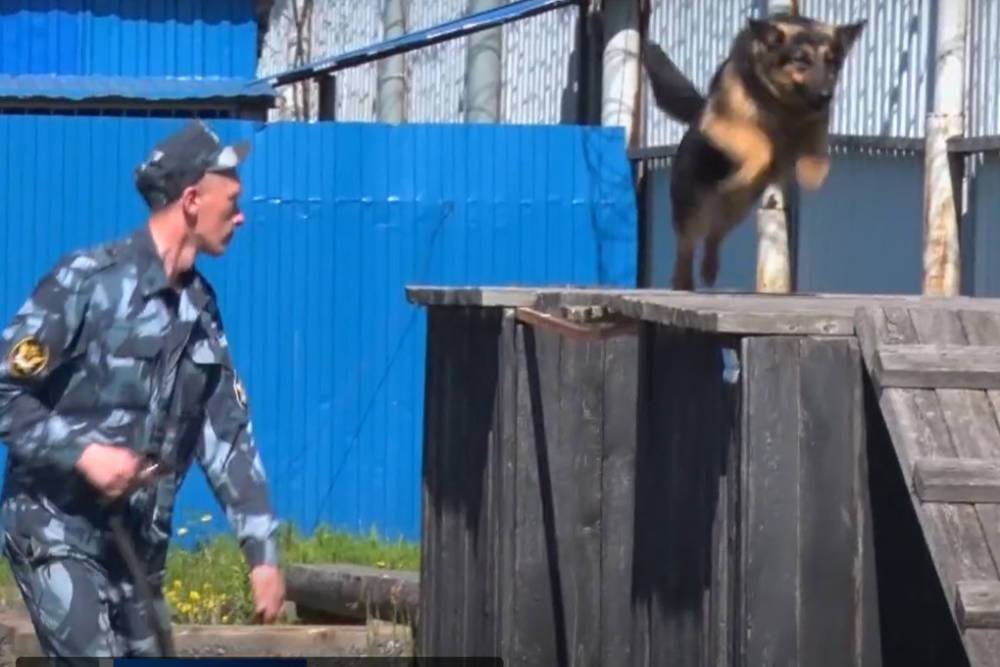 В Архангельске вчера прошли соревнования служебных собак
