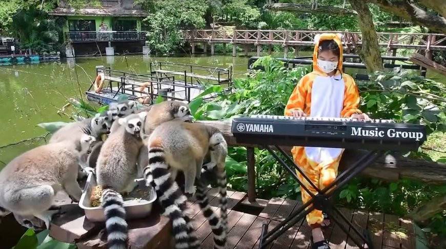 Девочка каждый день устраивает концерт для животных в Таиланде - им грустно без людей