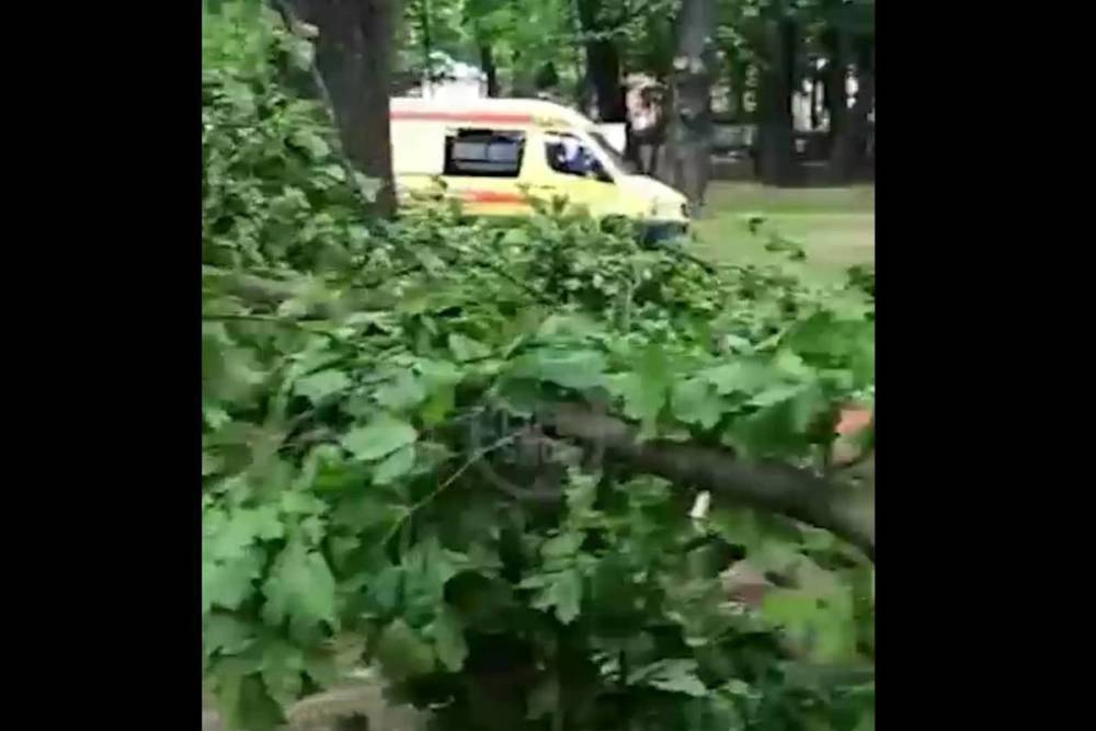 В Москве на мальчика упало дерево