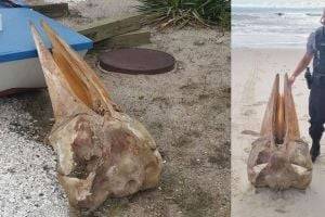 На берегу пляжа нашли череп в половину человеческого роста