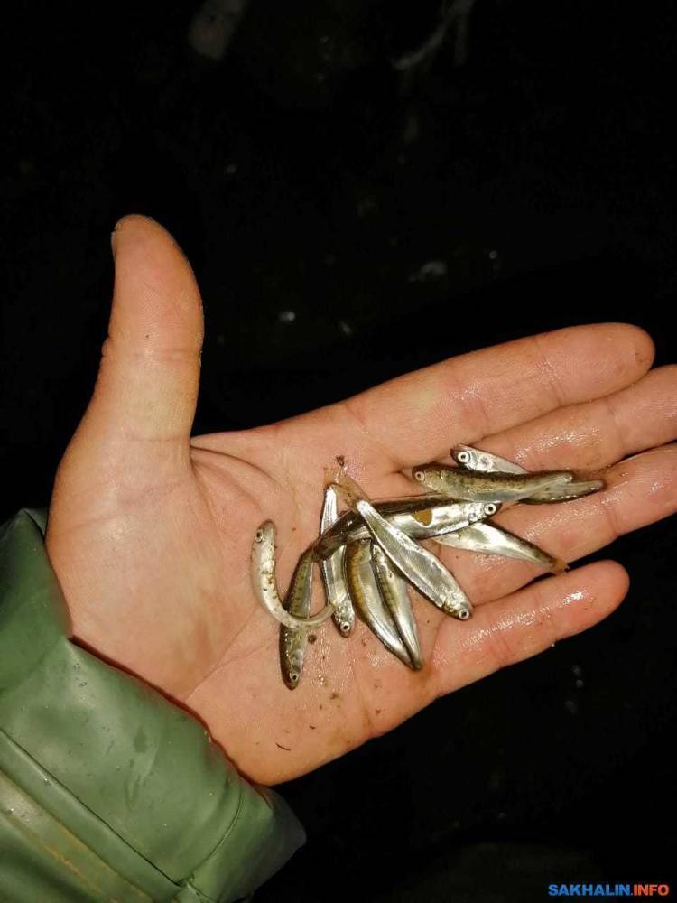 По факту гибели мальков лосося на реке Чеховке возбуждено уголовное дело