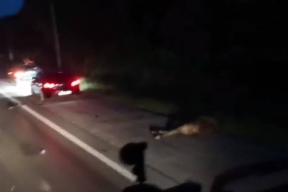 Сбитый машиной лось убил водителя на встречной