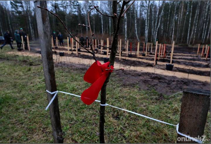 В Ленобласти высадили более 217 тыс. деревьев в рамках акции «Сад Памяти»