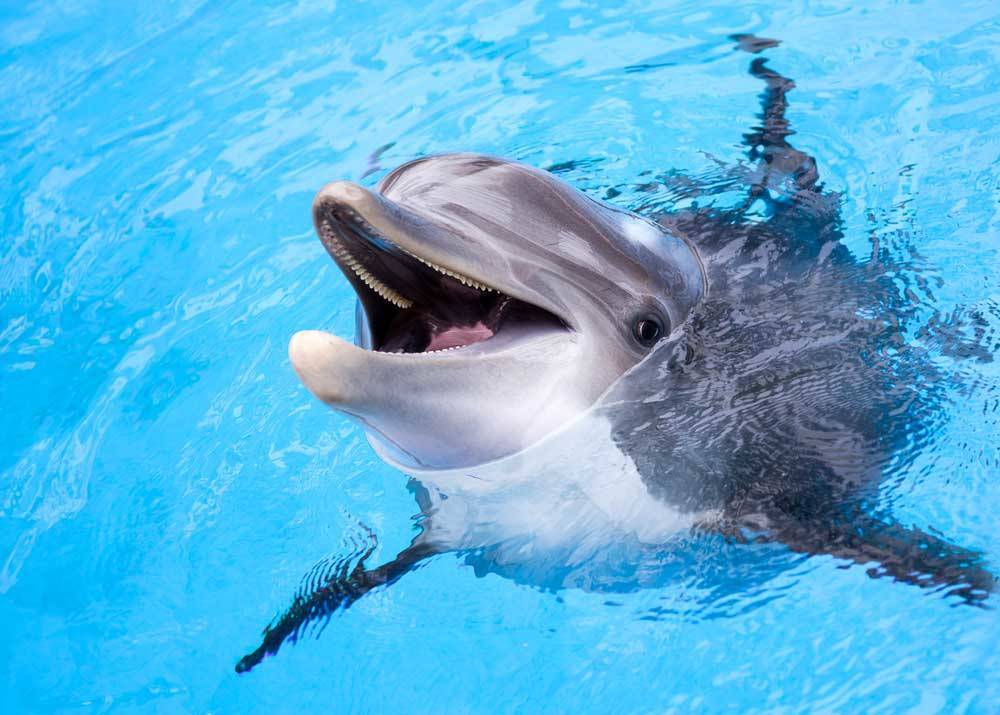 Горящий теплоход, дельфин-забияка и двойной добрый знак: главные новости Одессы в понедельник, 7 июня