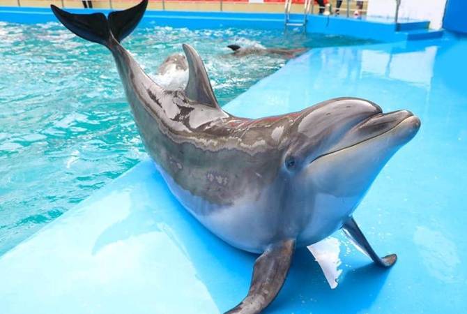 Мама ребенка, которого укусил дельфин, отказалась от претензий к "Немо"