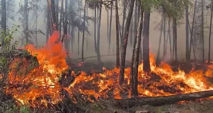 Сильные лесные пожары уничтожают леса Якутии – видео